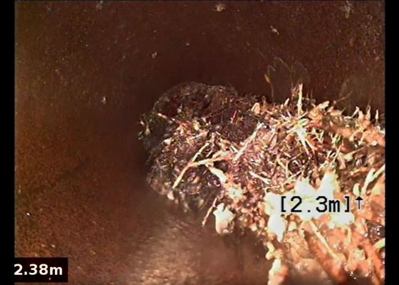 Before Pipe Relining: Roots in drain Before Pipe Relining: Roots in drain